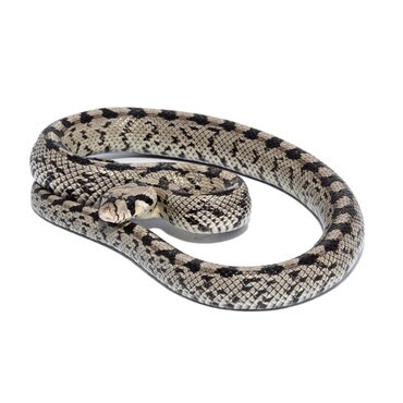 Ladder Snake